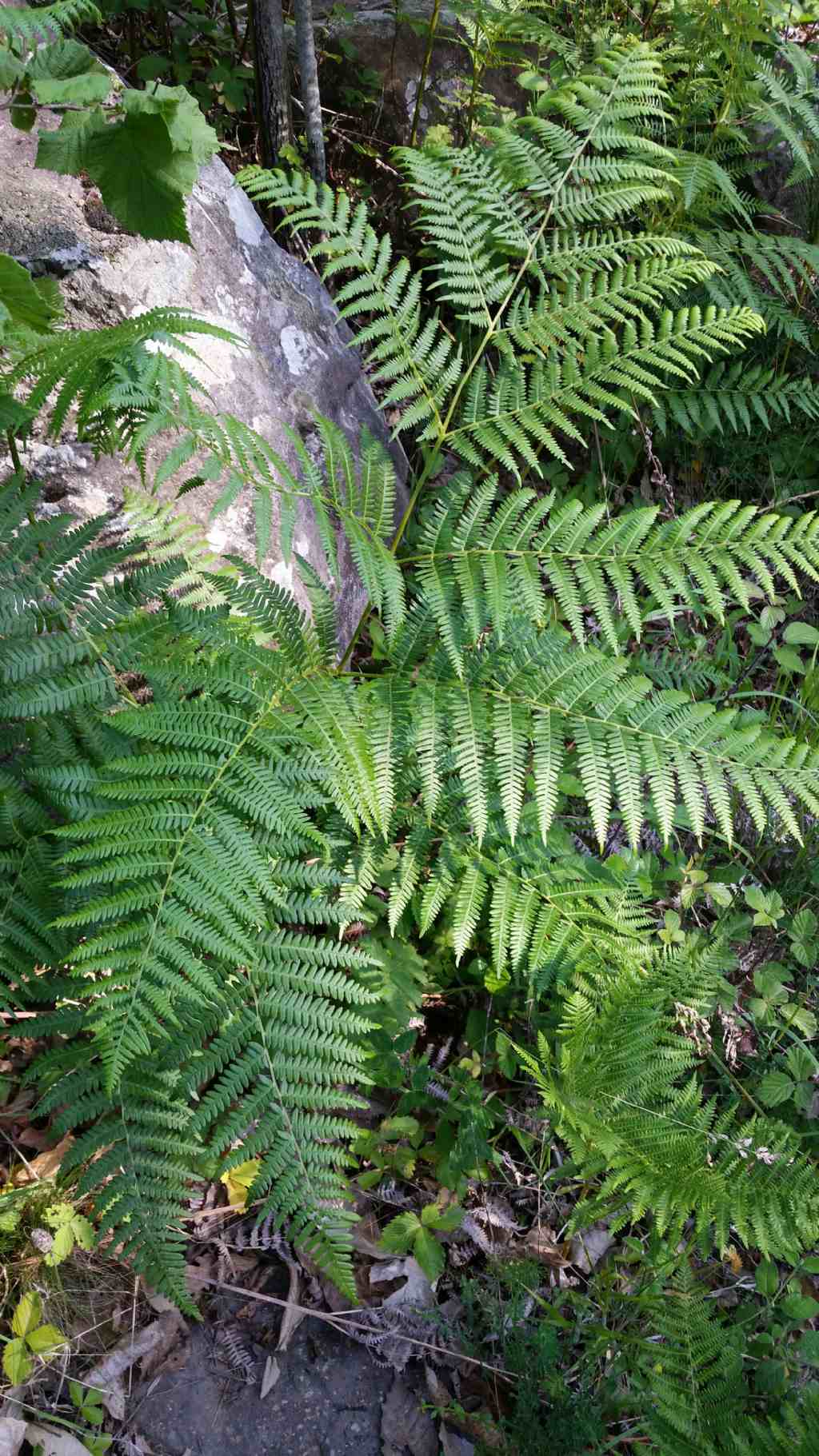 Pteridium aquilinum